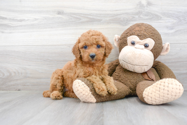 Cute Cockapoo Baby