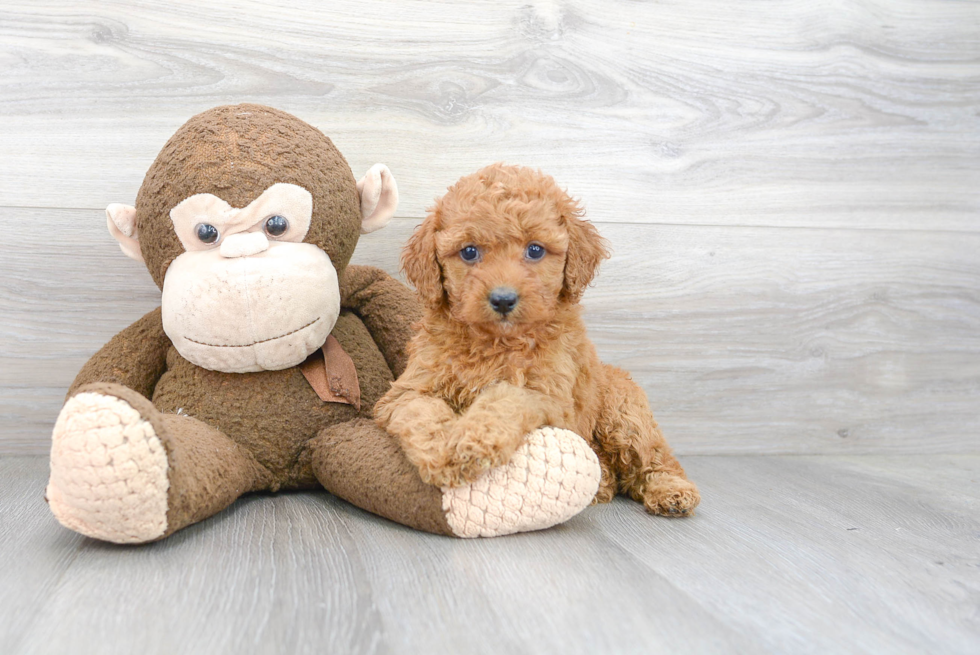 Best Cockapoo Baby