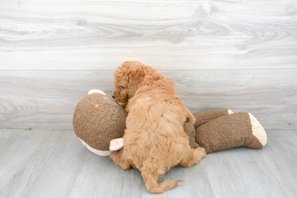 Cute Cockapoo Baby