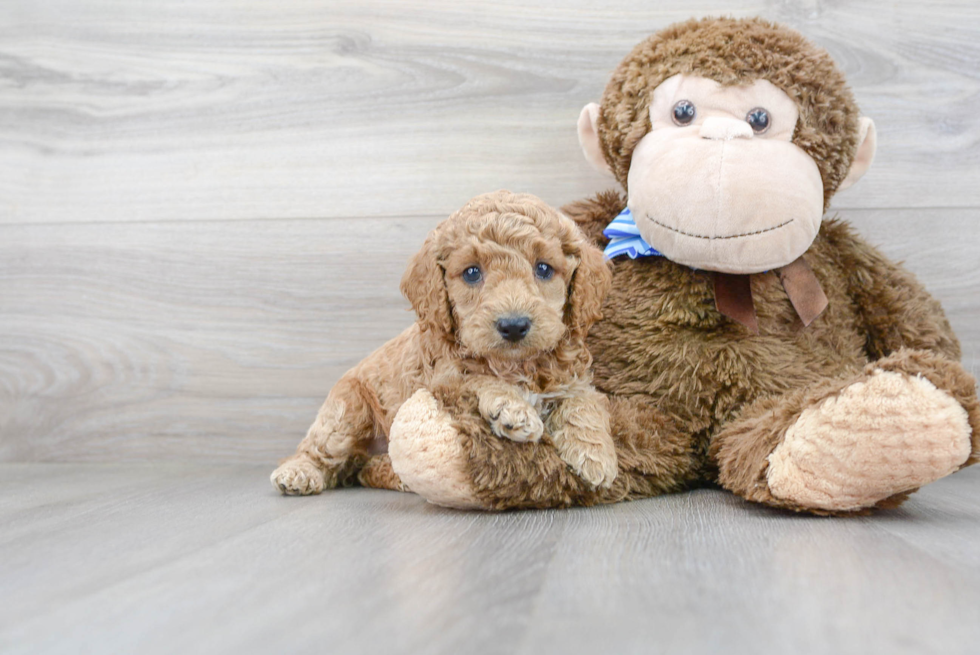 Cute Cockapoo Baby