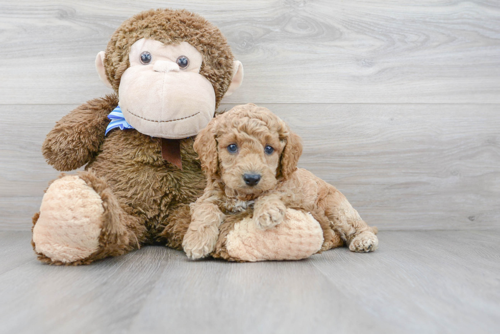 Cute Cockapoo Baby