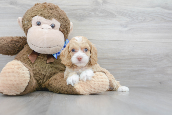 Cockapoo Pup Being Cute