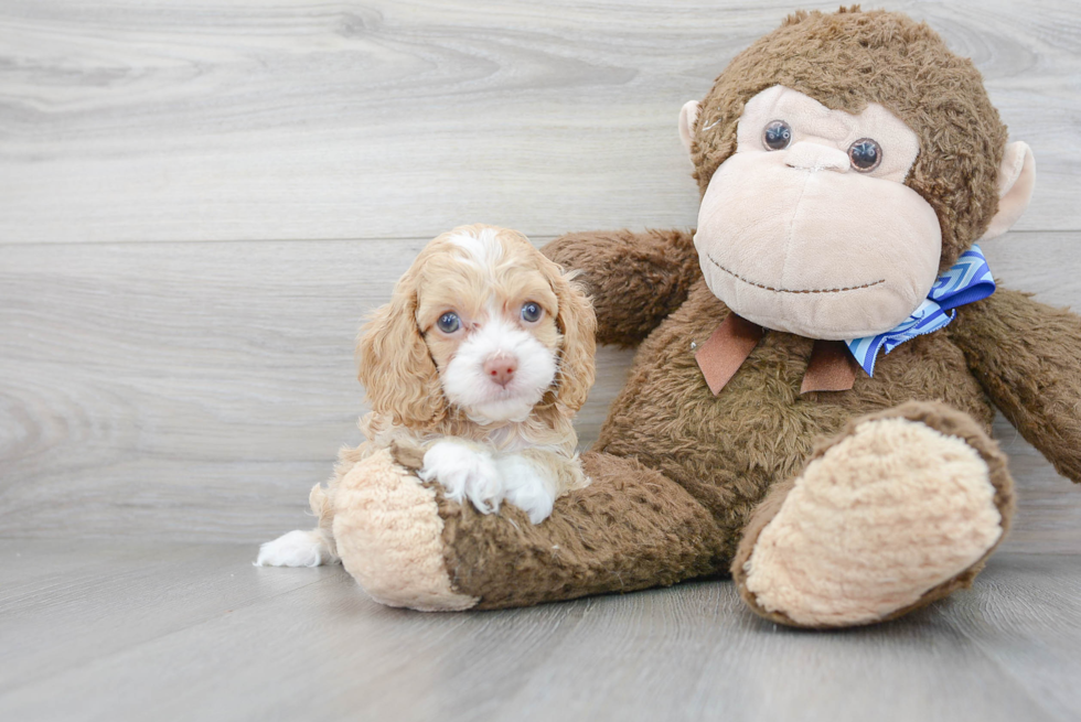 Cockapoo Puppy for Adoption