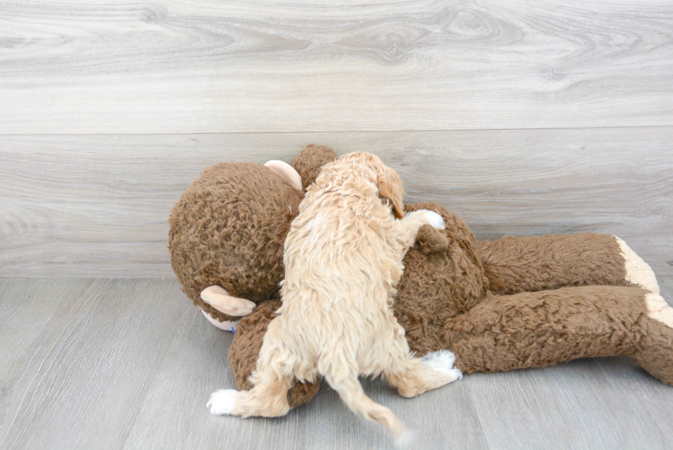 Cockapoo Pup Being Cute