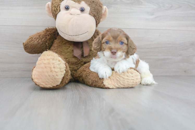 Best Cockapoo Baby