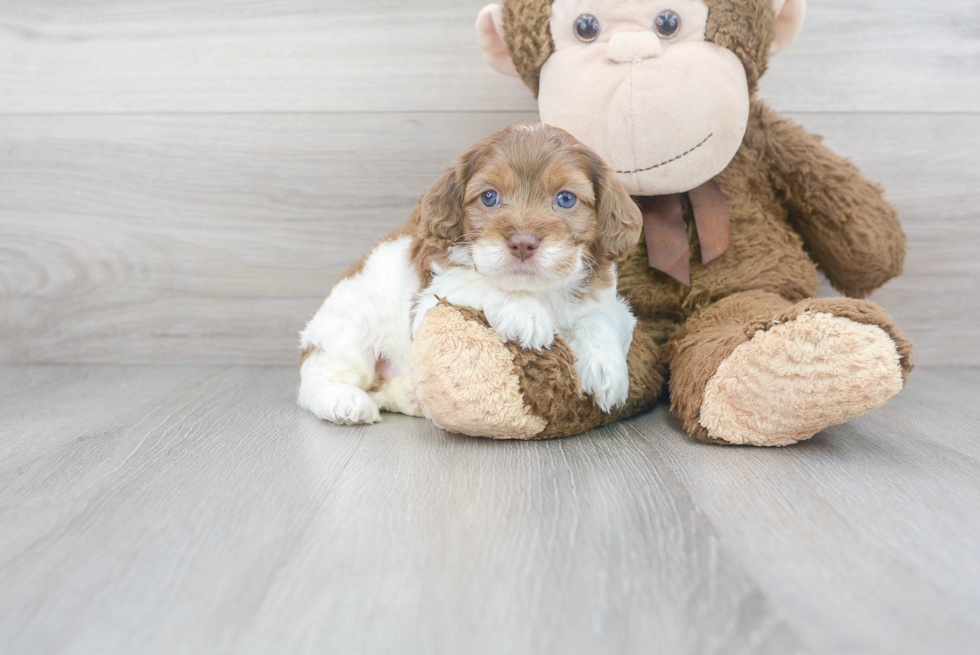 Cockapoo Pup Being Cute