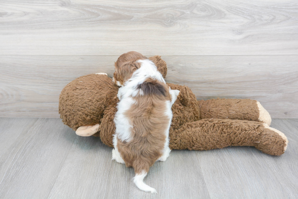 Cute Cockerpoo Poodle Mix Puppy
