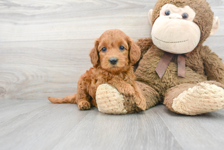 Cockapoo Puppy for Adoption