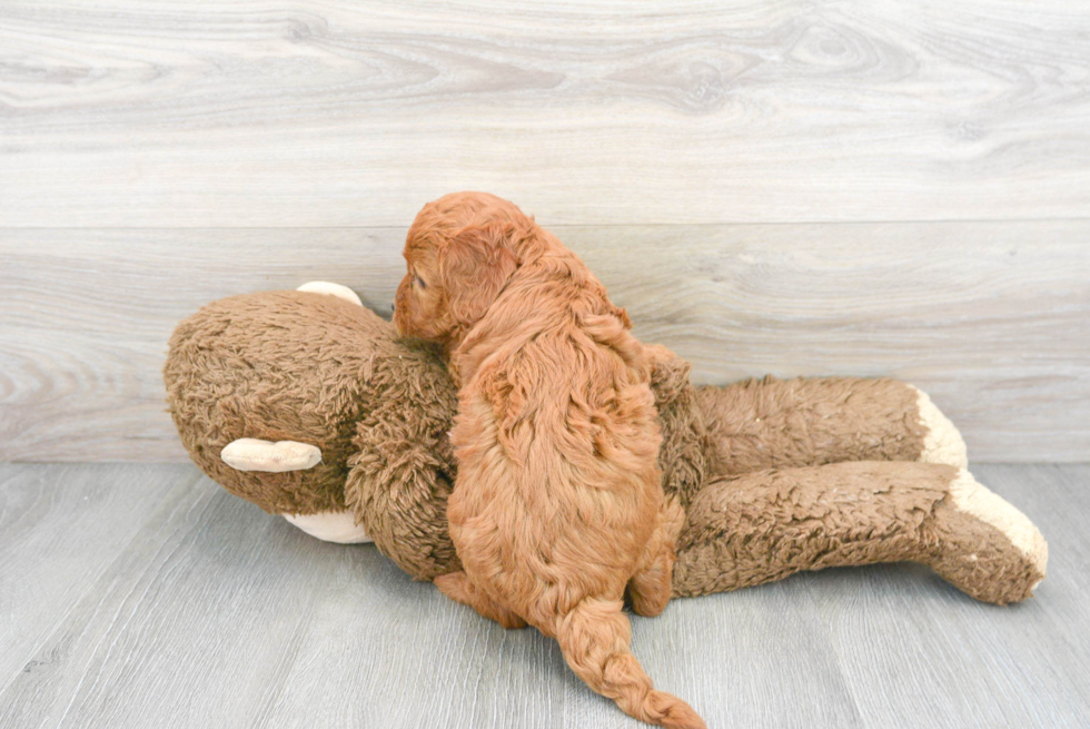 Small Cockapoo Baby