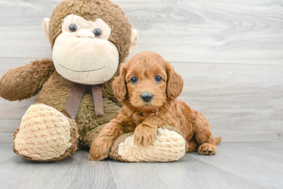 Cockapoo Puppy for Adoption