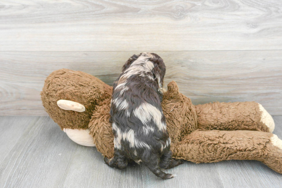 Energetic Cockerpoo Poodle Mix Puppy