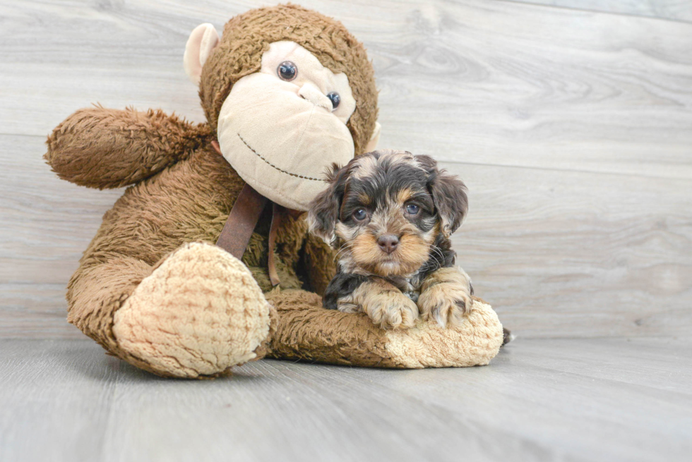 Playful Cockerpoo Poodle Mix Puppy