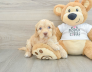 7 week old Cockapoo Puppy For Sale - Premier Pups