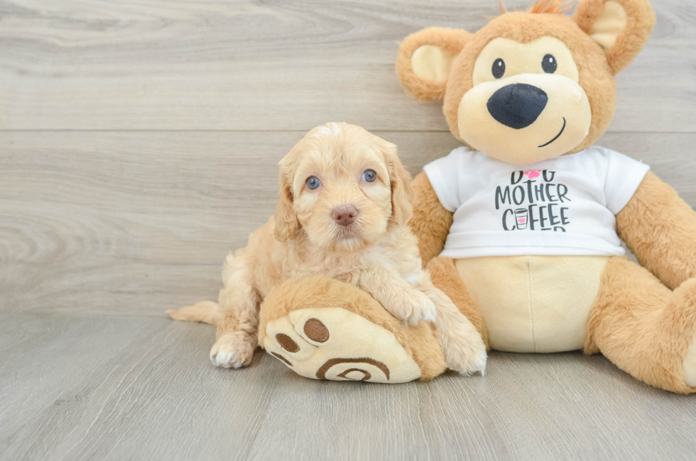 6 week old Cockapoo Puppy For Sale - Premier Pups
