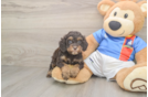 Adorable Cocker Doodle Poodle Mix Puppy