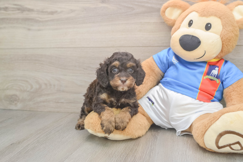 Adorable Cocker Doodle Poodle Mix Puppy