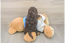 Cockapoo Puppy for Adoption