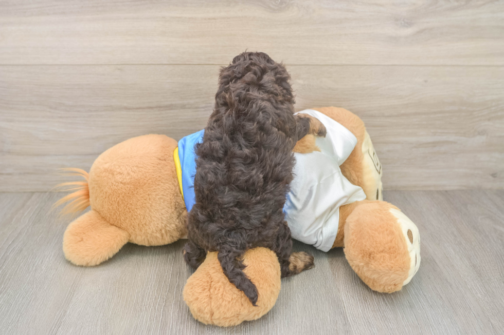 Cockapoo Puppy for Adoption