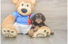 Best Cockapoo Baby