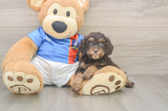 Best Cockapoo Baby