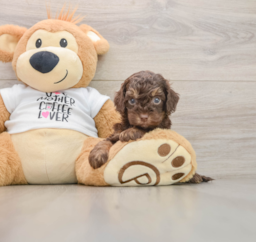 8 week old Cockapoo Puppy For Sale - Premier Pups