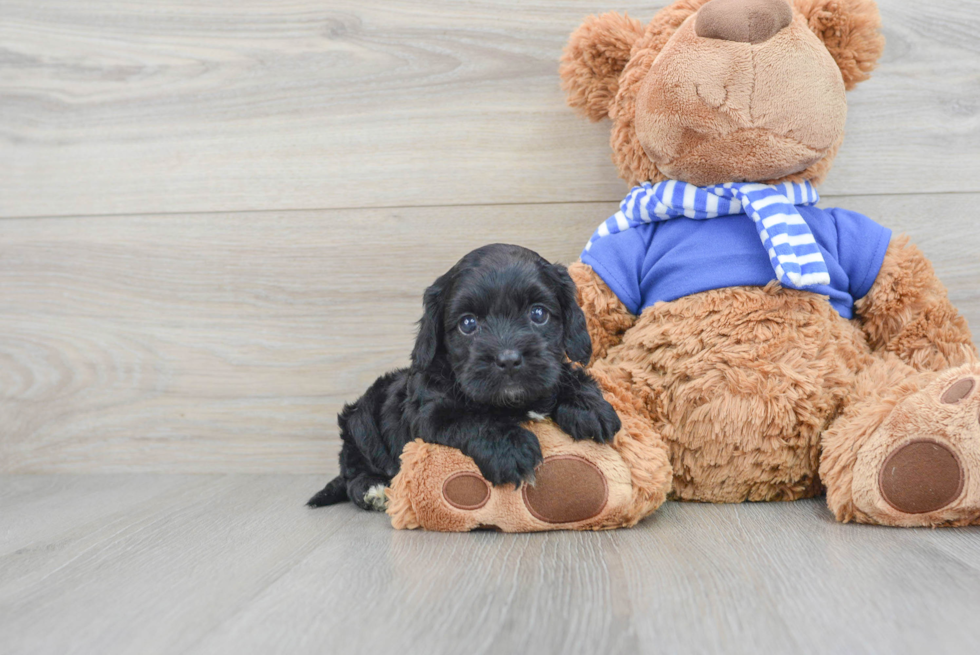 Best Cockapoo Baby