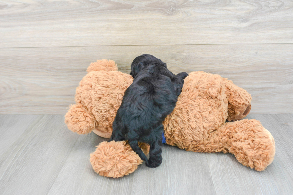 Playful Cockerpoo Poodle Mix Puppy