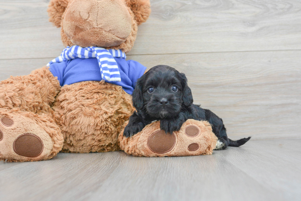 Happy Cockapoo Baby