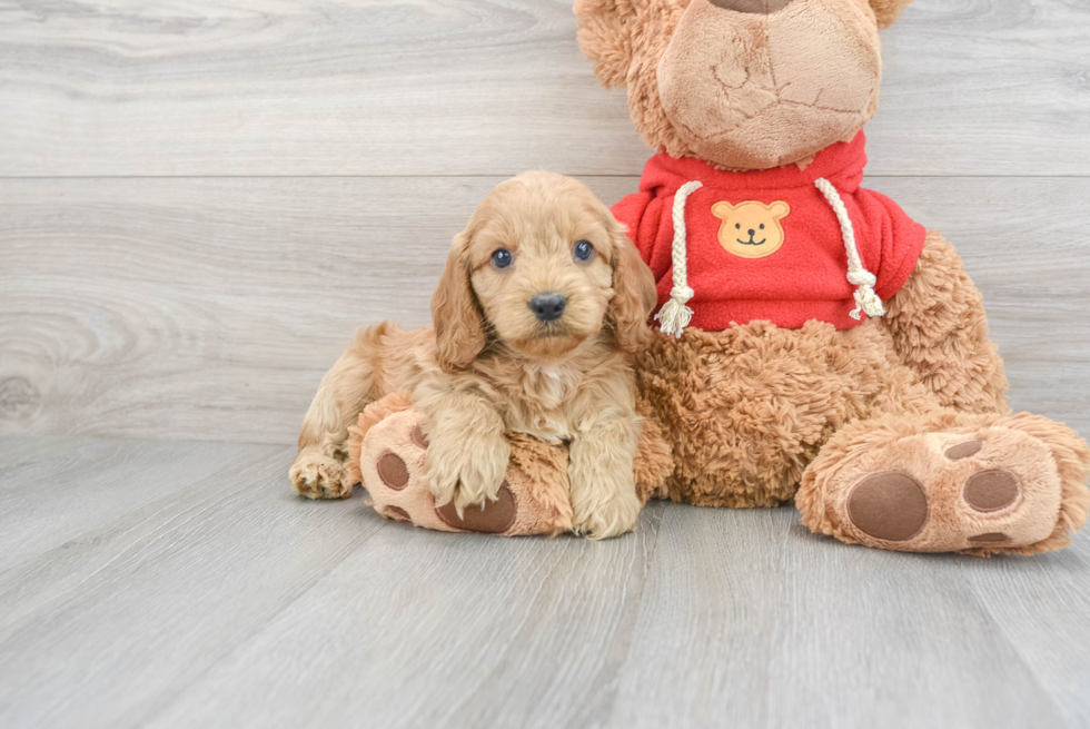 Cockapoo Pup Being Cute