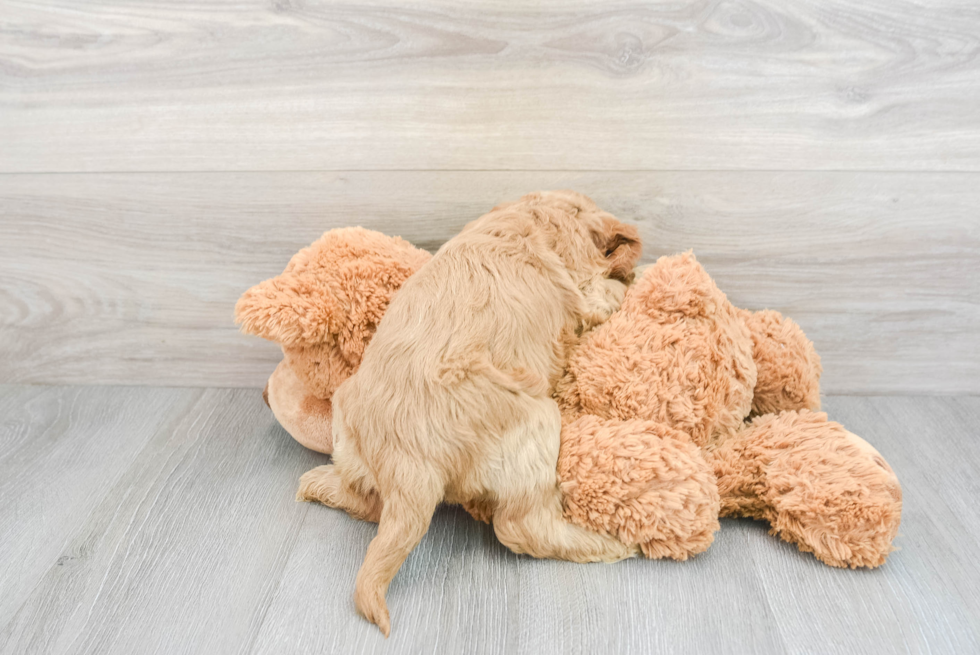 Energetic Cockerpoo Poodle Mix Puppy