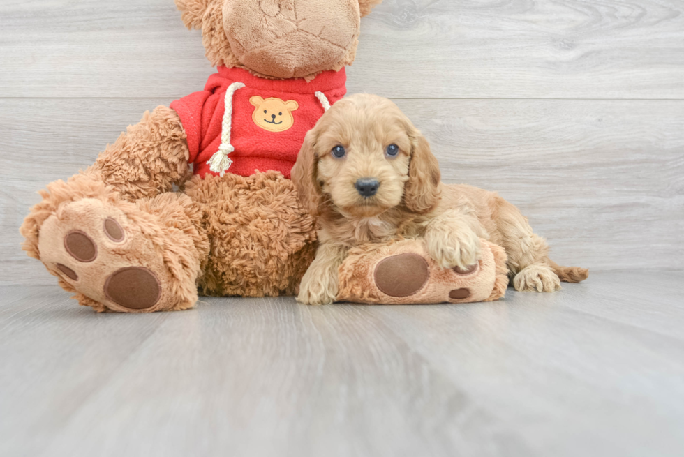 Cockapoo Pup Being Cute