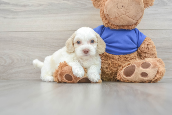 Popular Cockapoo Poodle Mix Pup