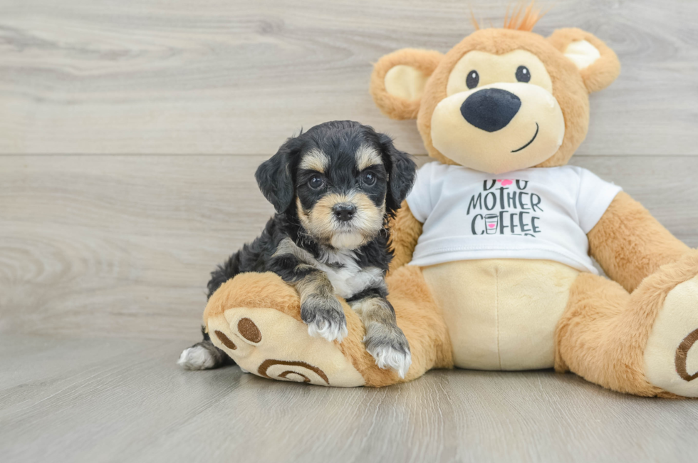 6 week old Cockapoo Puppy For Sale - Premier Pups