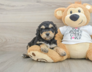 7 week old Cockapoo Puppy For Sale - Premier Pups