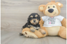 Best Cockapoo Baby