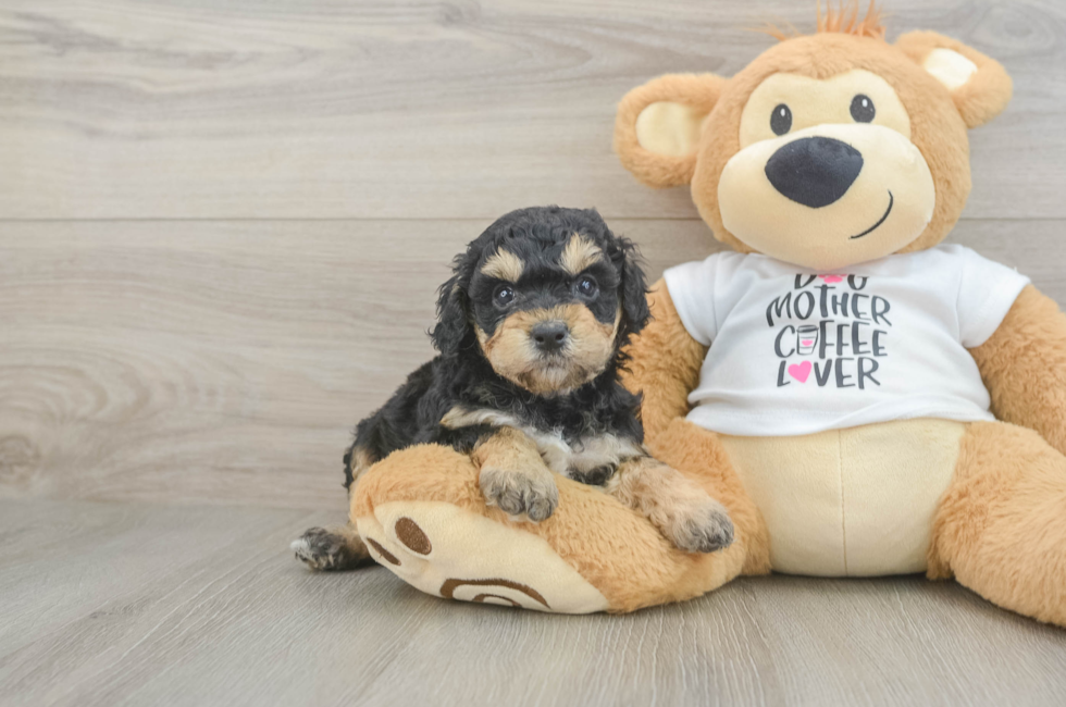 5 week old Cockapoo Puppy For Sale - Premier Pups