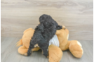 Cockapoo Pup Being Cute