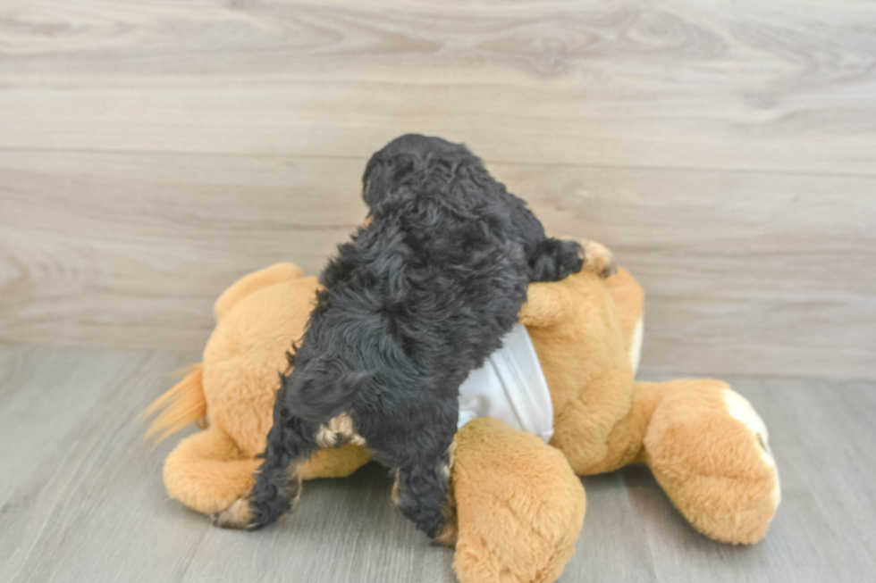 Cockapoo Pup Being Cute