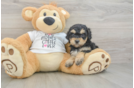 Cockapoo Puppy for Adoption