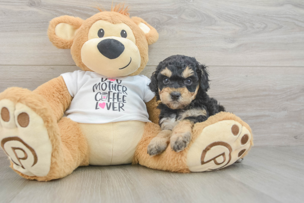 Cockapoo Puppy for Adoption