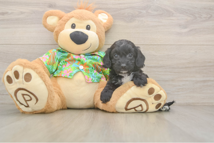 Best Cockapoo Baby