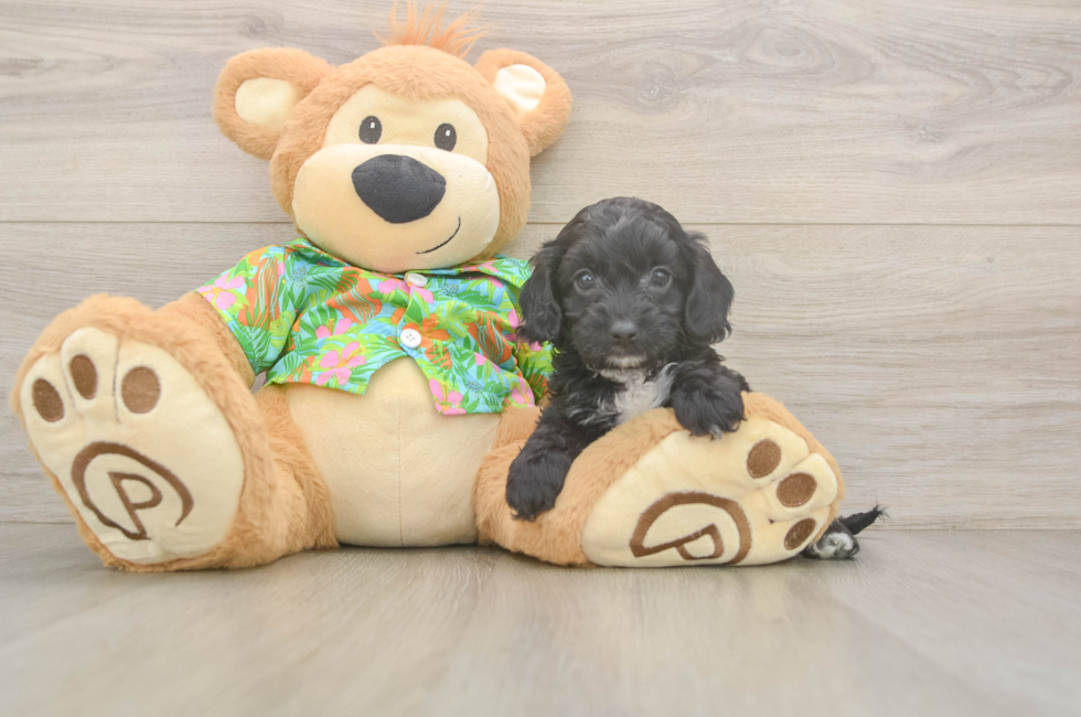 5 week old Cockapoo Puppy For Sale - Premier Pups