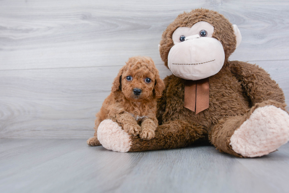 Smart Cockapoo Poodle Mix Pup