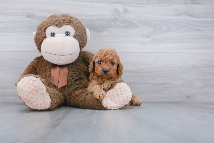 Small Cockapoo Baby