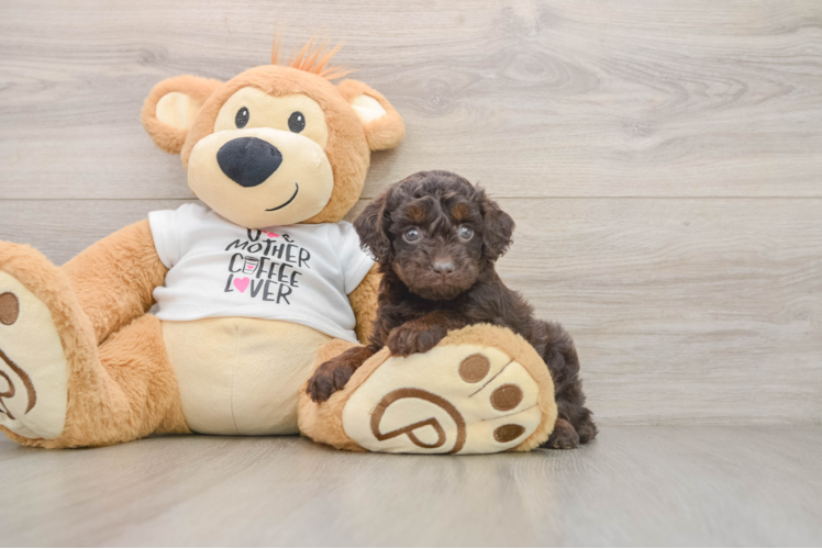 Cockapoo Puppy for Adoption