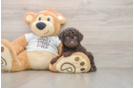 Cockapoo Puppy for Adoption
