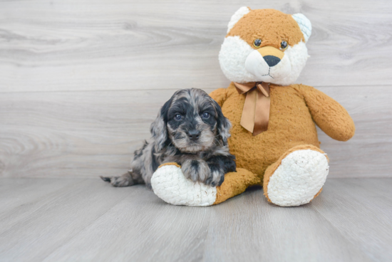 Best Cockapoo Baby