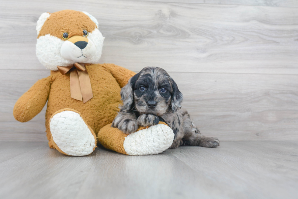 Little Cockerpoo Poodle Mix Puppy