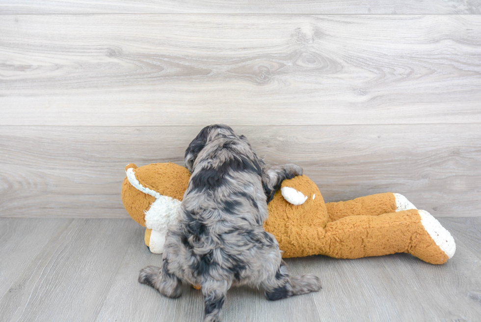 Funny Cockapoo Poodle Mix Pup