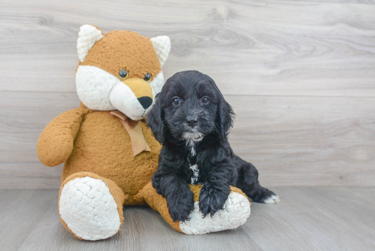 Little Cockerpoo Poodle Mix Puppy